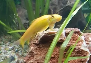 Golden sucking loach